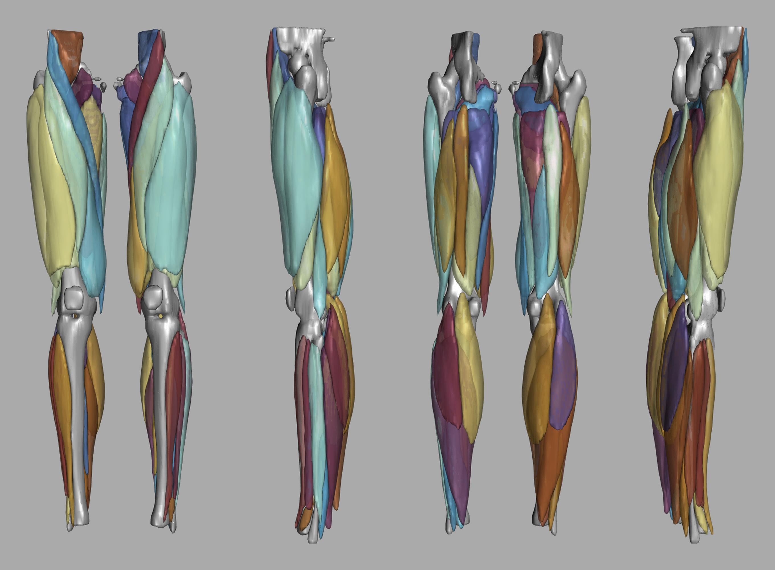 3D render of automated muscle segmentation labels generated using a CNN UNET.